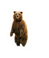 bear