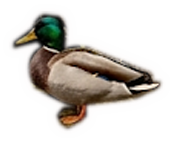 duck