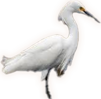 egret