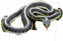 snake